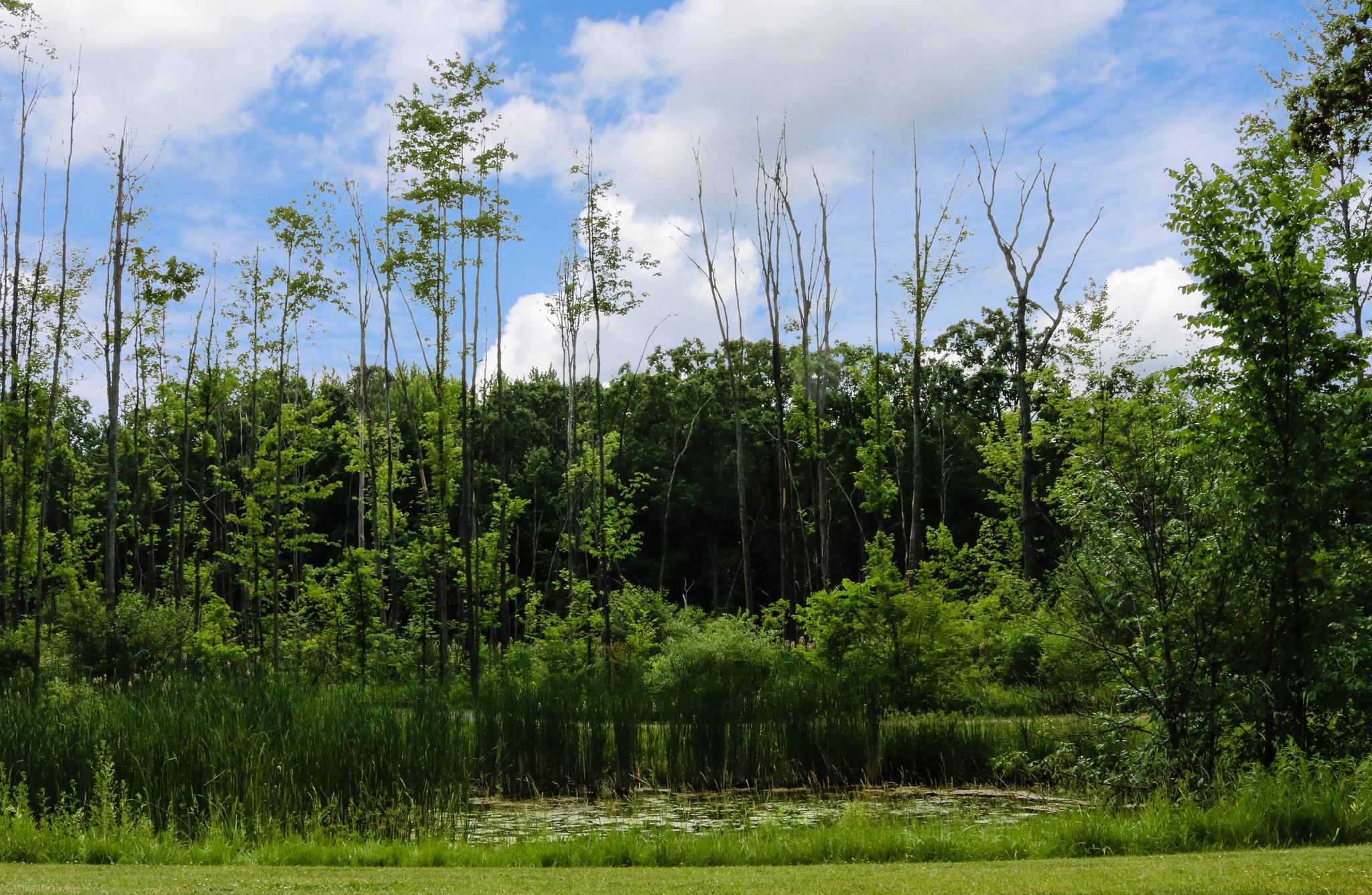 Wetlands in Huntmore Estates of Brighton